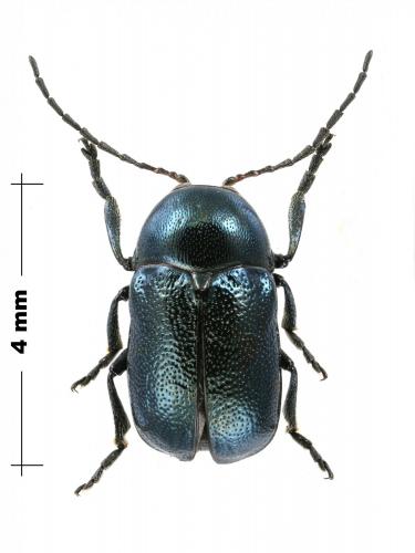 Réf. 184 110 : Cryptocephalus tibialis